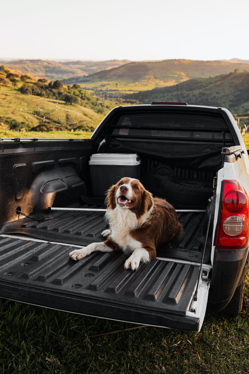Dog resting in a ute tub on a country drive