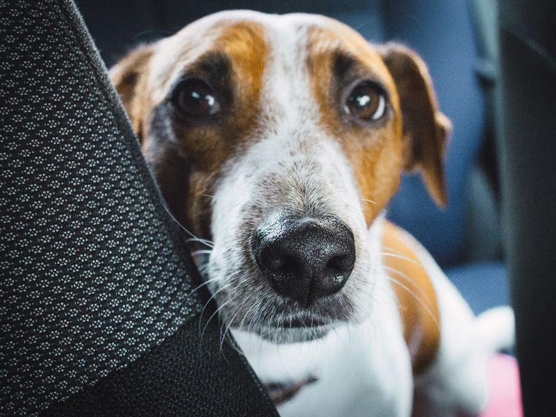 Dog looking over the back of a front seat