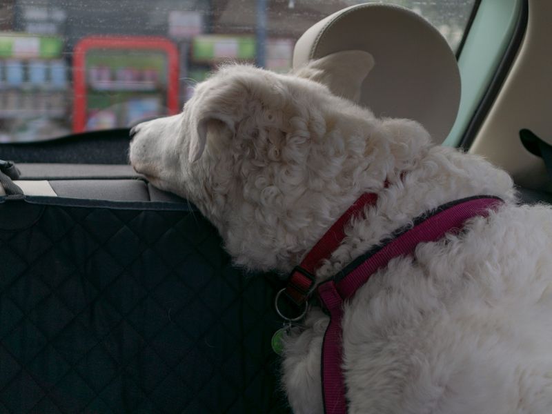 Dog on a quilted rear-seat cover